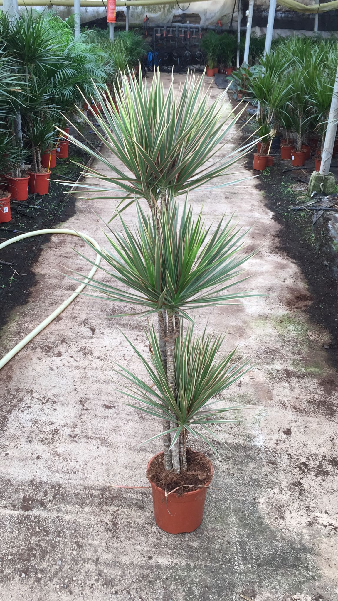 DRACAENA MARGINATA BICOLOR C 22 90.60.30 CM